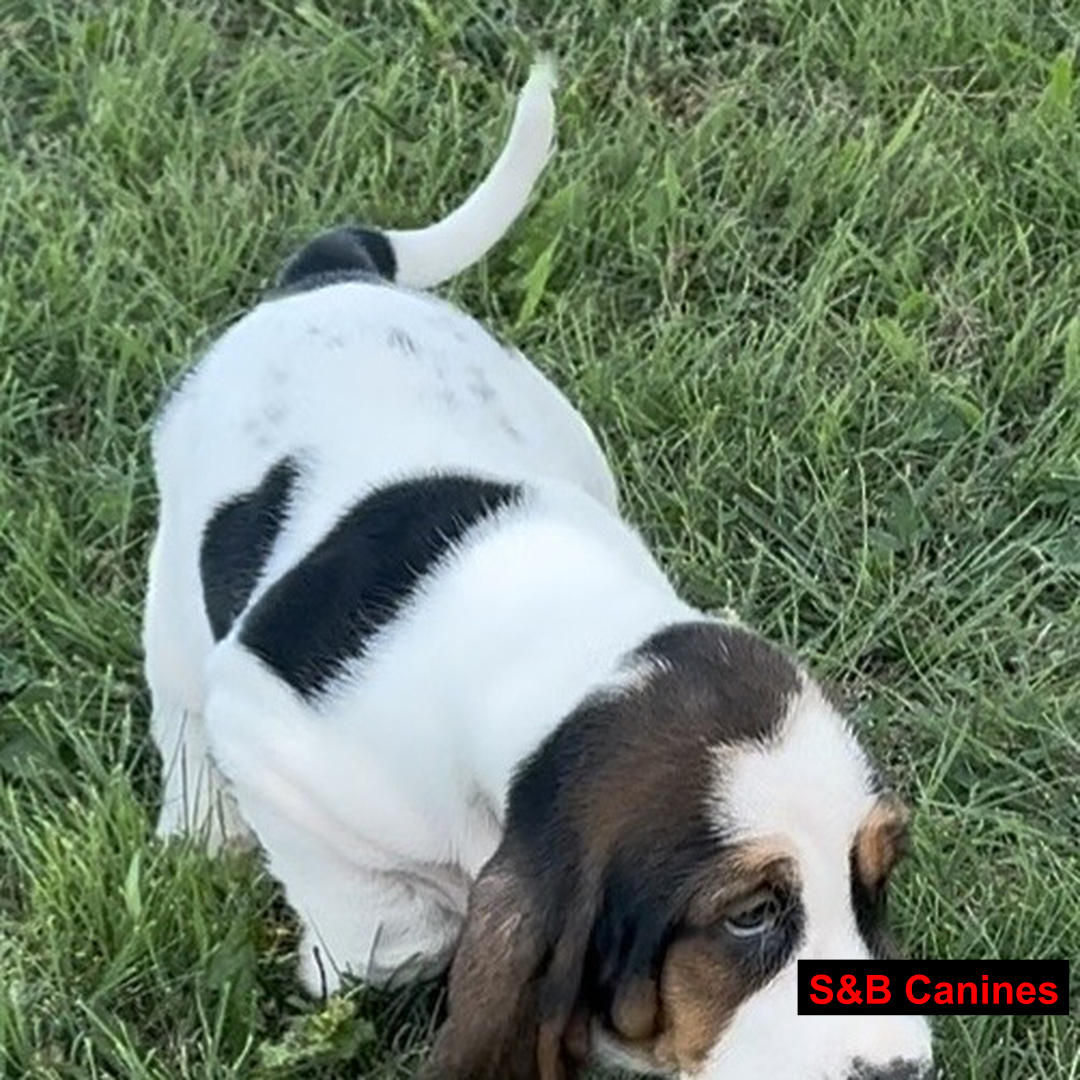 Puppy Image